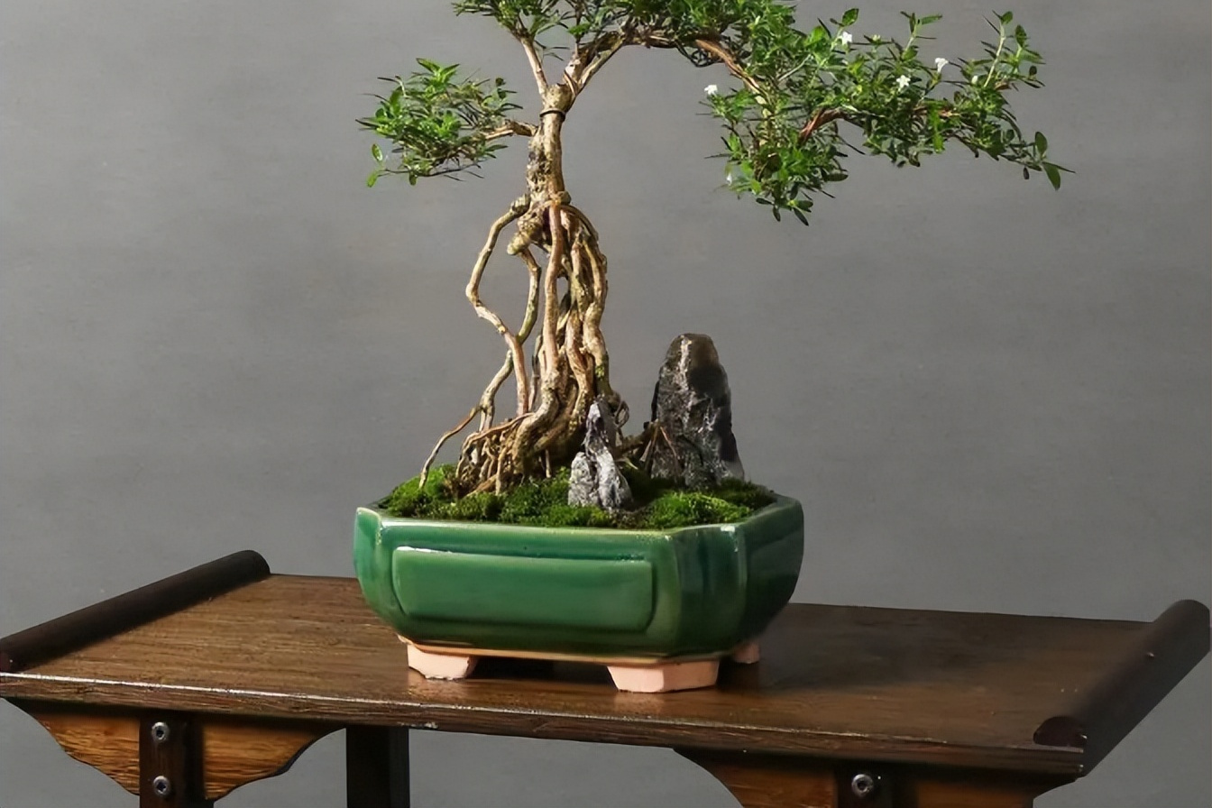 六月雪盆景寓意纯洁美好,养殖需选透气性好盆,用园土,腐叶土,沙混合物