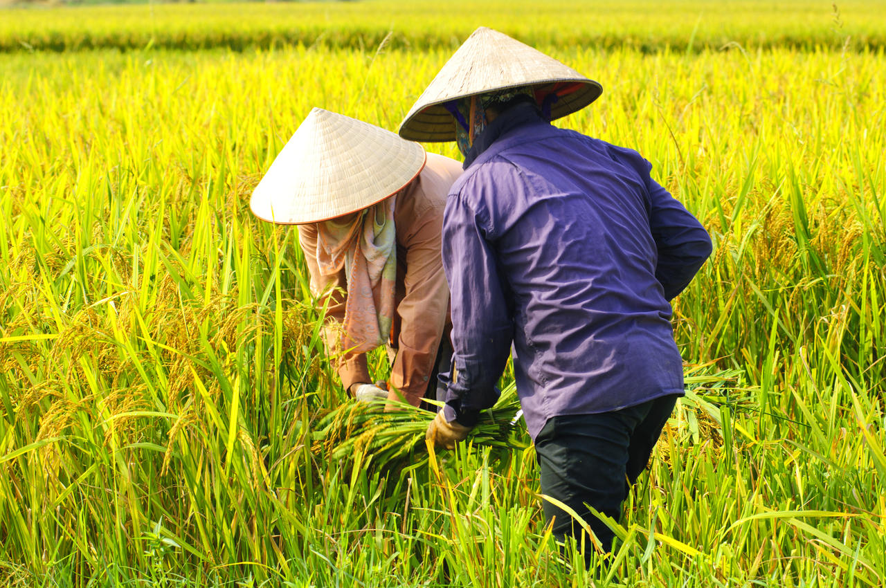 农民伯伯种地照片图片