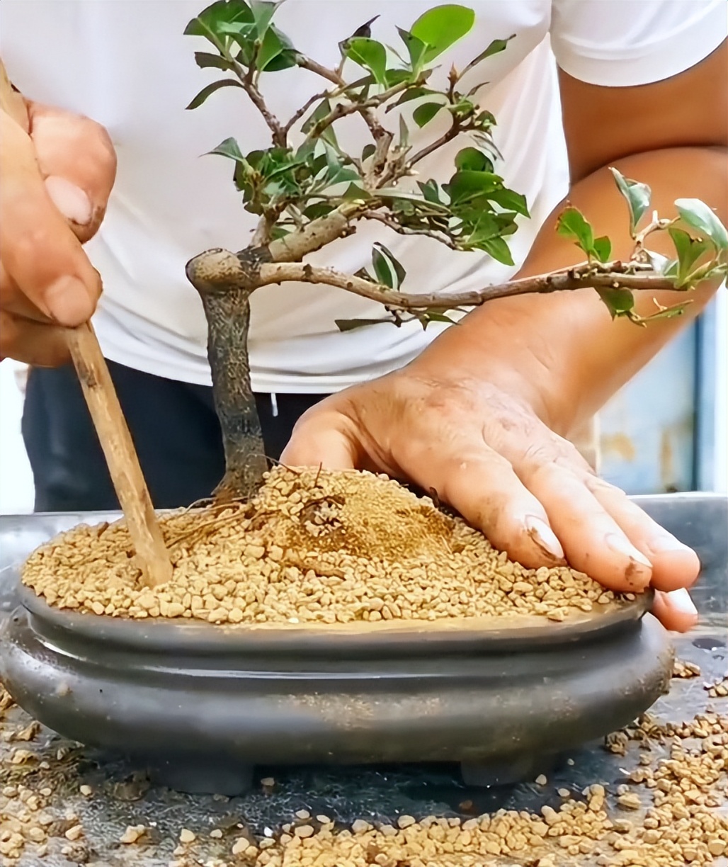 老鸦柿盆景养护与管理图片