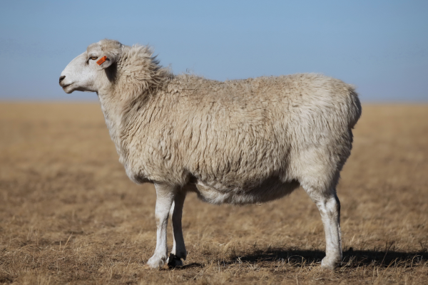 草原短尾羊新品种推广应用技术获评内蒙古农牧业10大科技成果