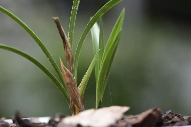 兰花老芦头怎样才能再发芽开花?兰友说:三个必备条件,缺一不可