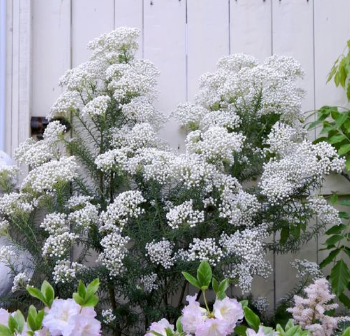 澳洲米花鲜切花养护图片