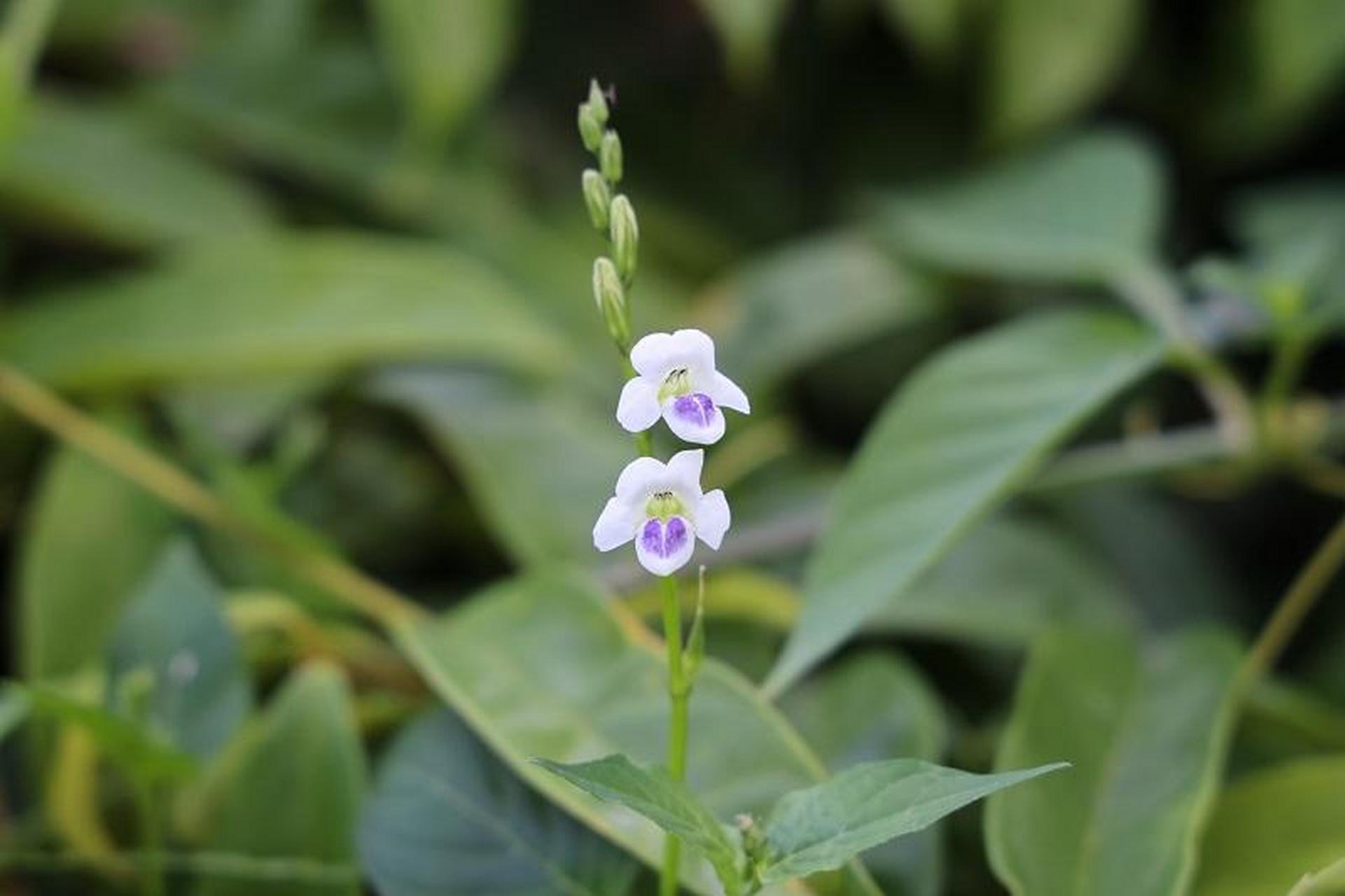 [原文:1对名字相杀的植物]