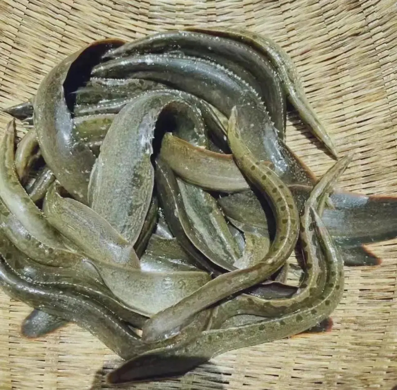 这种鱼是最好吃的鱼,我们地方叫它纳锥鱼,现在每斤市场价格高达120块