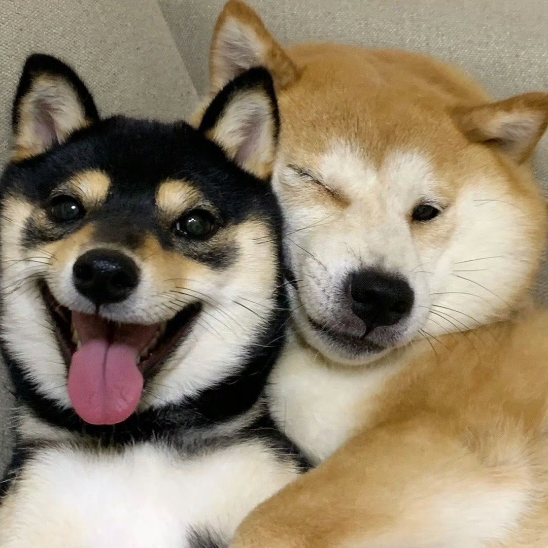 它们的友谊像无法分割的奶油和巧克力,即便生活是个