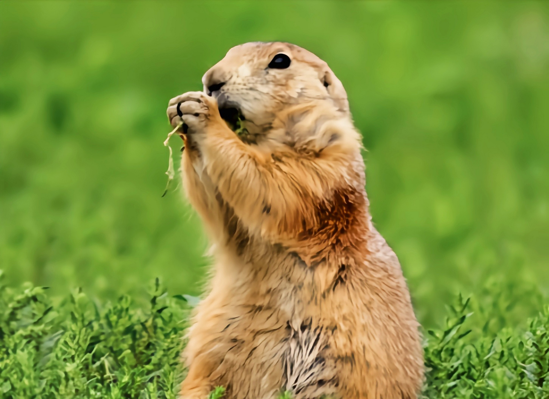 #跨年创作挑战赛# 墨西哥土拨鼠别名墨西哥草原松鼠.生活在墨西哥中部