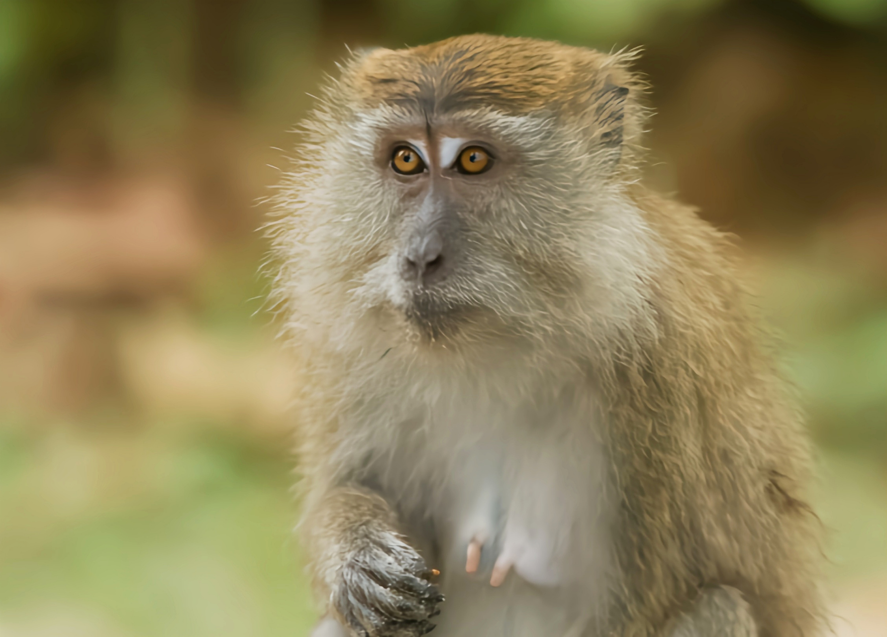 跨年创作挑战赛# 食蟹猕猴生活在亚洲东南部的原始森林,次生林