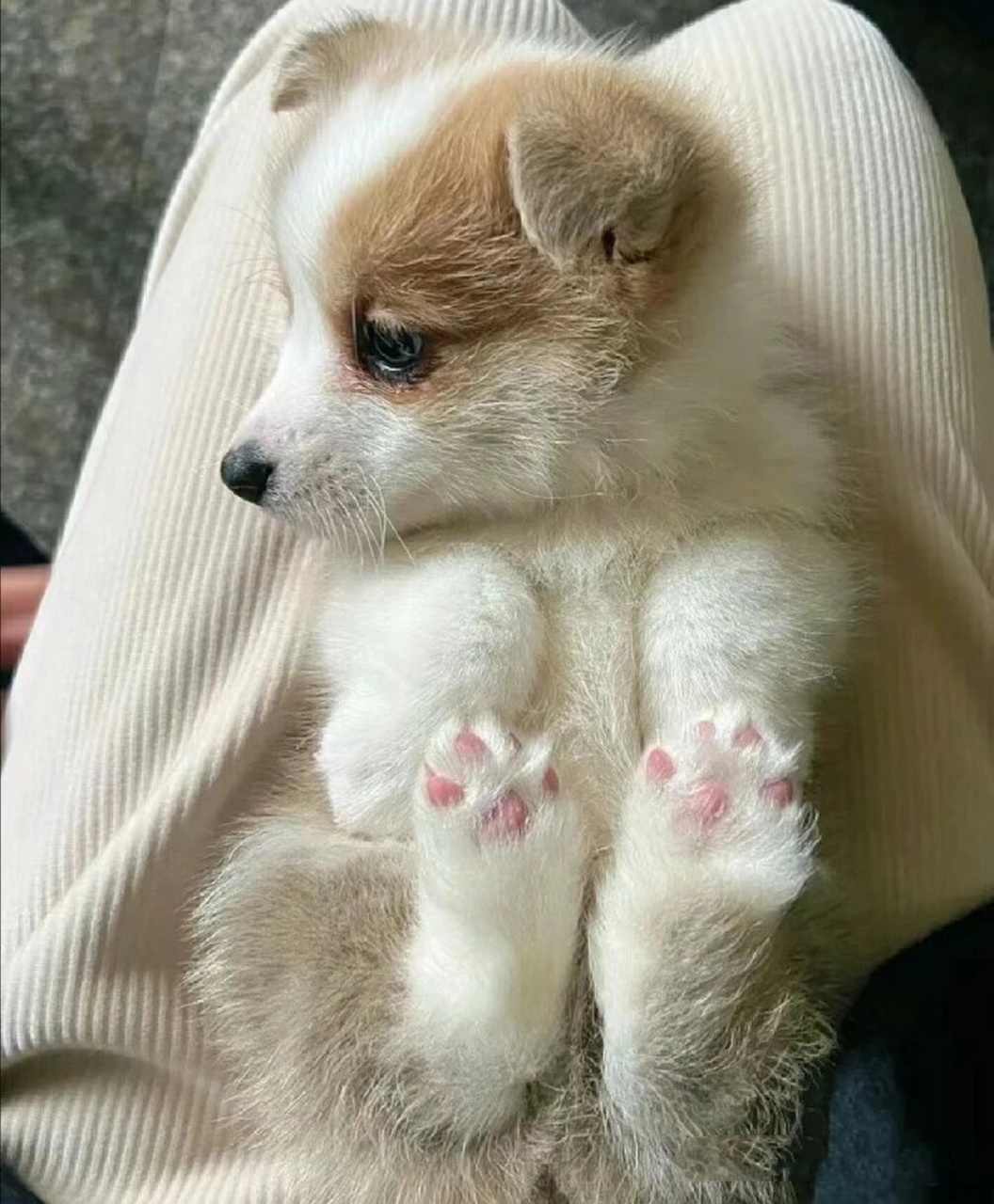 宠物分享威尔士柯基犬  哎呀,快看这只威尔士柯基犬,它的小短腿和圆润