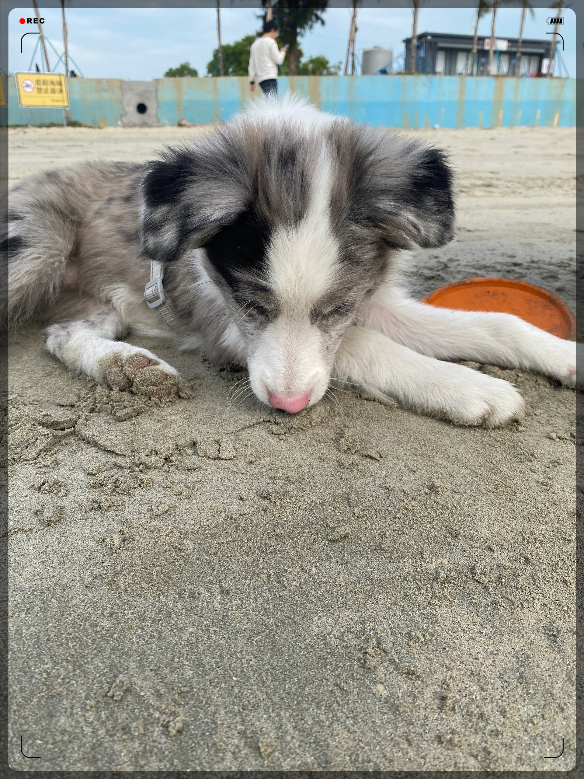 狗生第一次看见海  今天带着我家可爱的陨石边牧来到双月湾,狗生第一