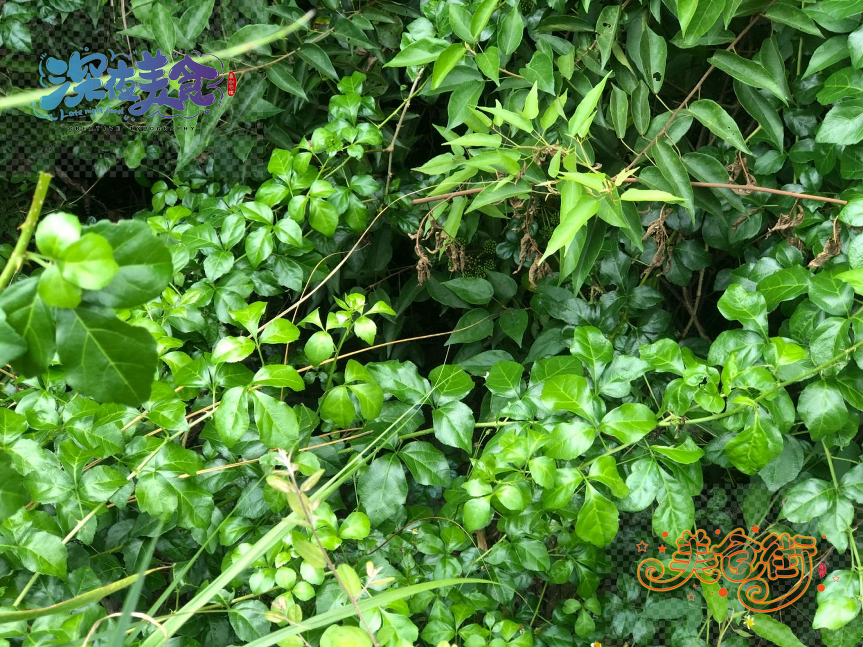 苦刺心 也被称为白簕 是一种常蔓生状植物 属于五加科.