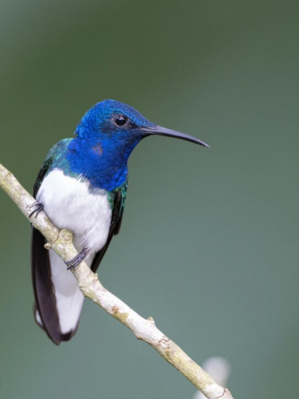 在中南美洲的低海拔地区,白颈蜂鸟是一种常见的蜂鸟.
