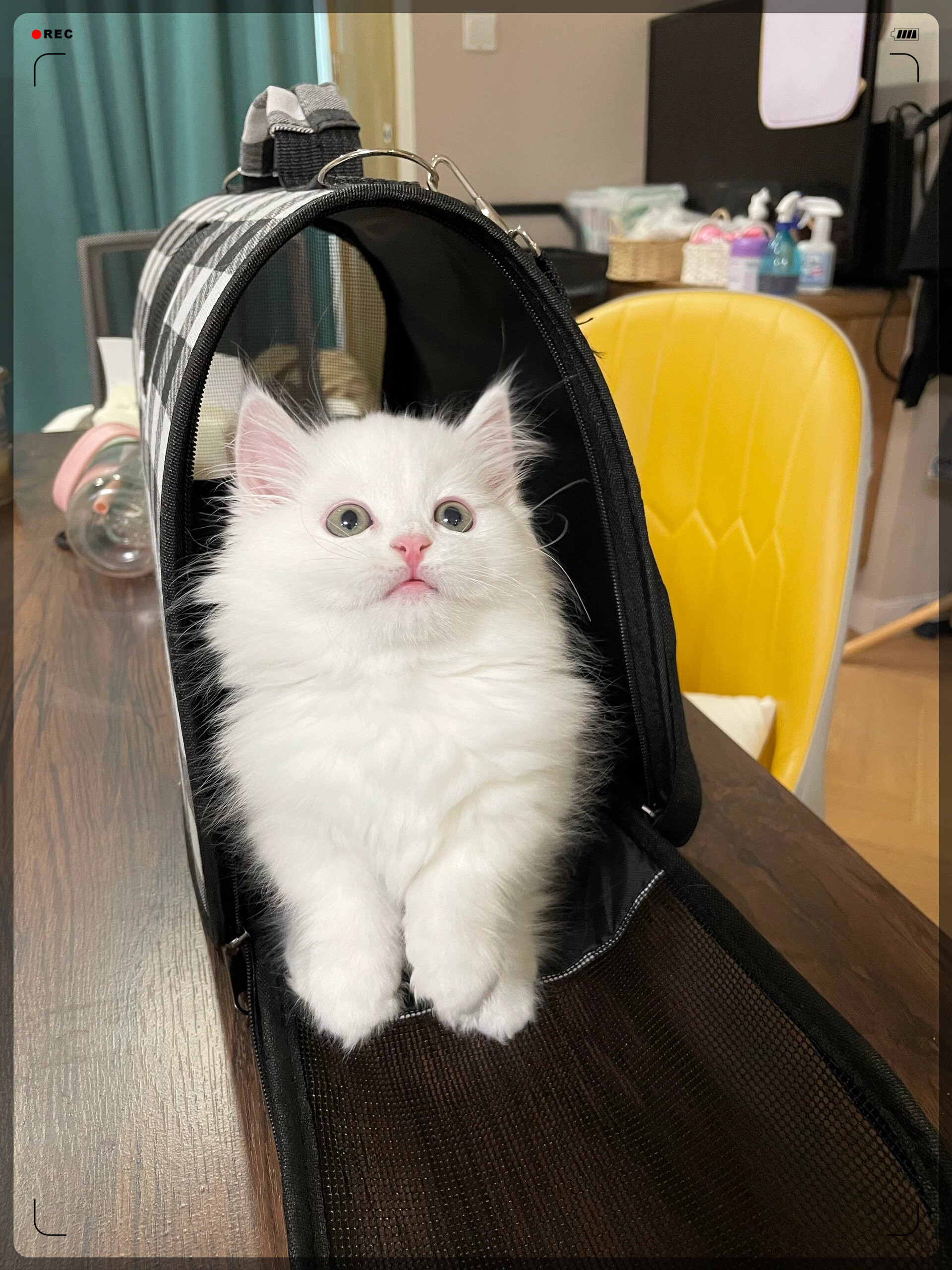 今天我要给大家分享一款超级可爱的宠物——自家的纯白拿破仑猫!