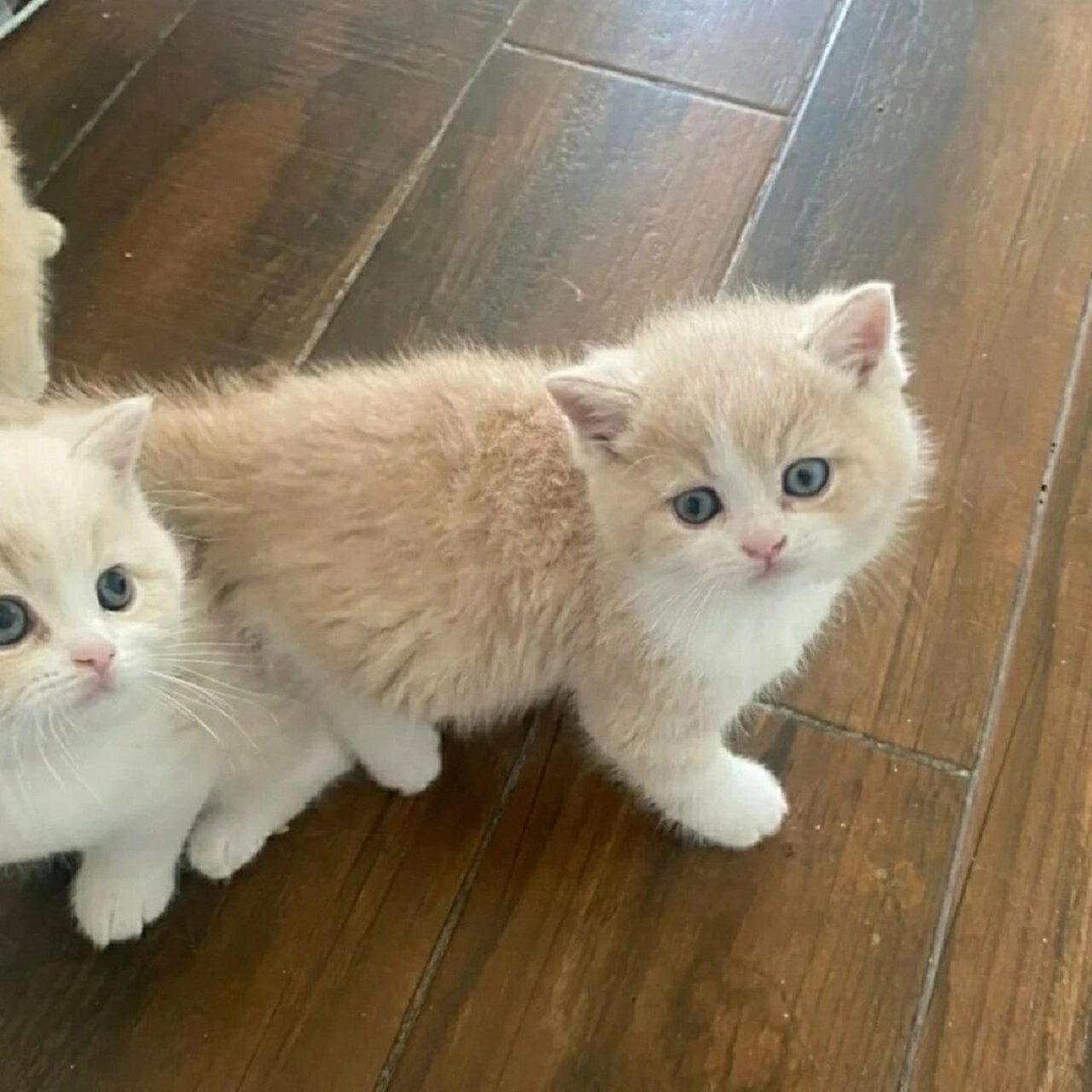 乳白小奶猫 真的太可爱了  乳白小奶猫 真的太可爱了,软萌萌特别可爱!