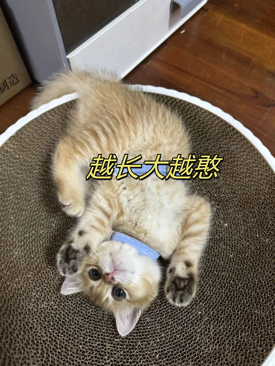 经过9个月的时间这只小家伙已经突破了十斤的体重