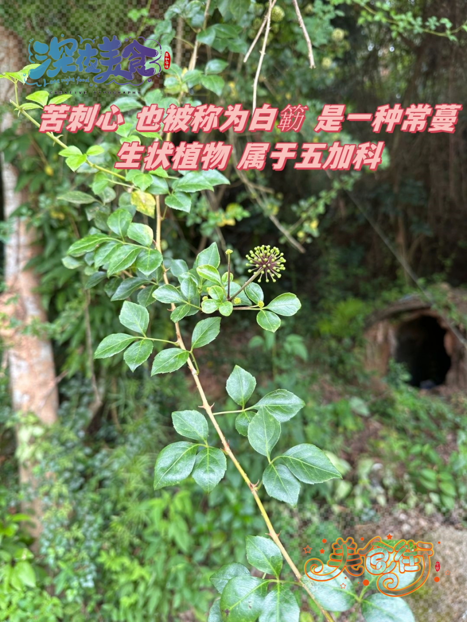 苦刺花树图片