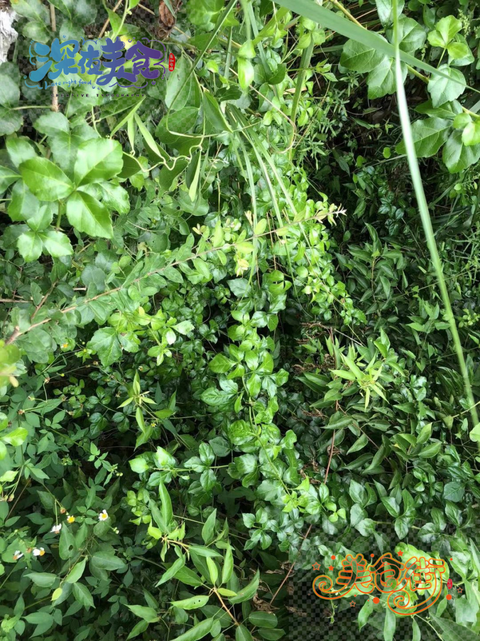 苦刺心 也被称为白簕 是一种常蔓生状植物 属于五加科.