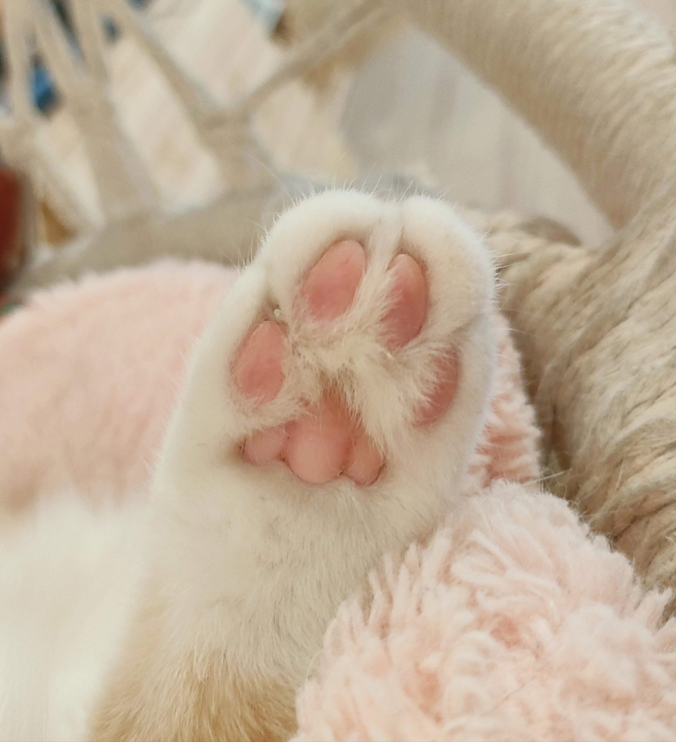 猫为什么抓东西