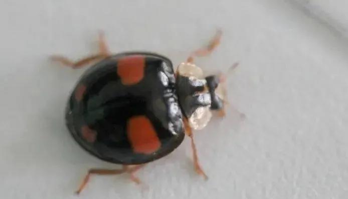 观花植物中为何也有使用捕食螨虫获取养分的食螨种类?