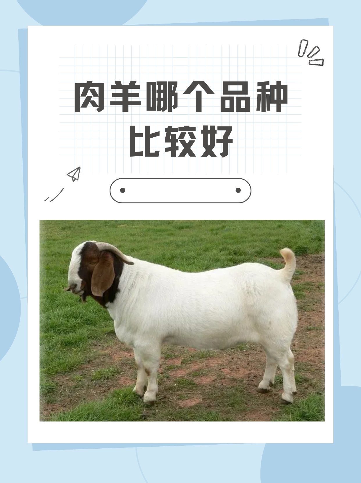 肉羊哪个品种比较好 我了解到肉羊比较好的品种是波尔山羊.