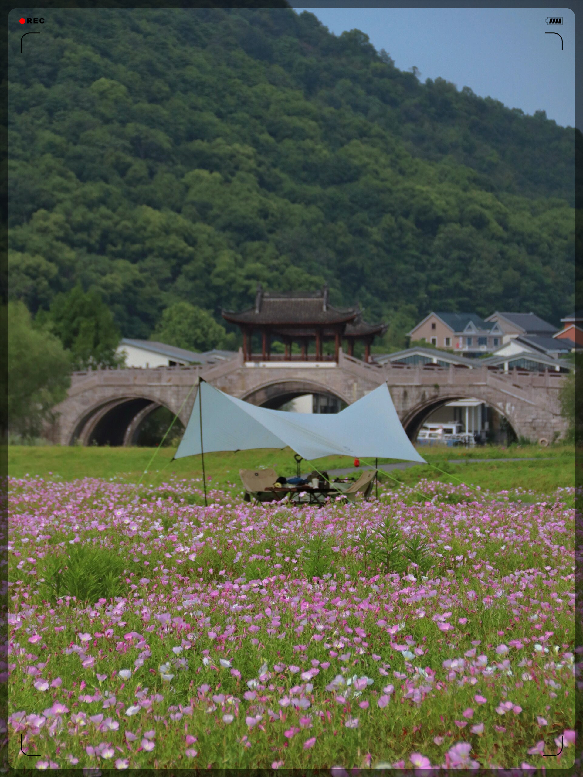 湘湖花海香田花期表图片