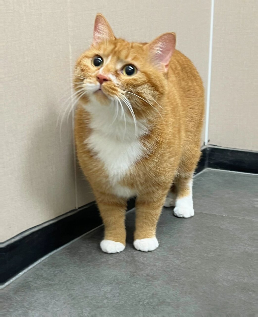 大肥猫  可爱的大胖橘,太可爱了.