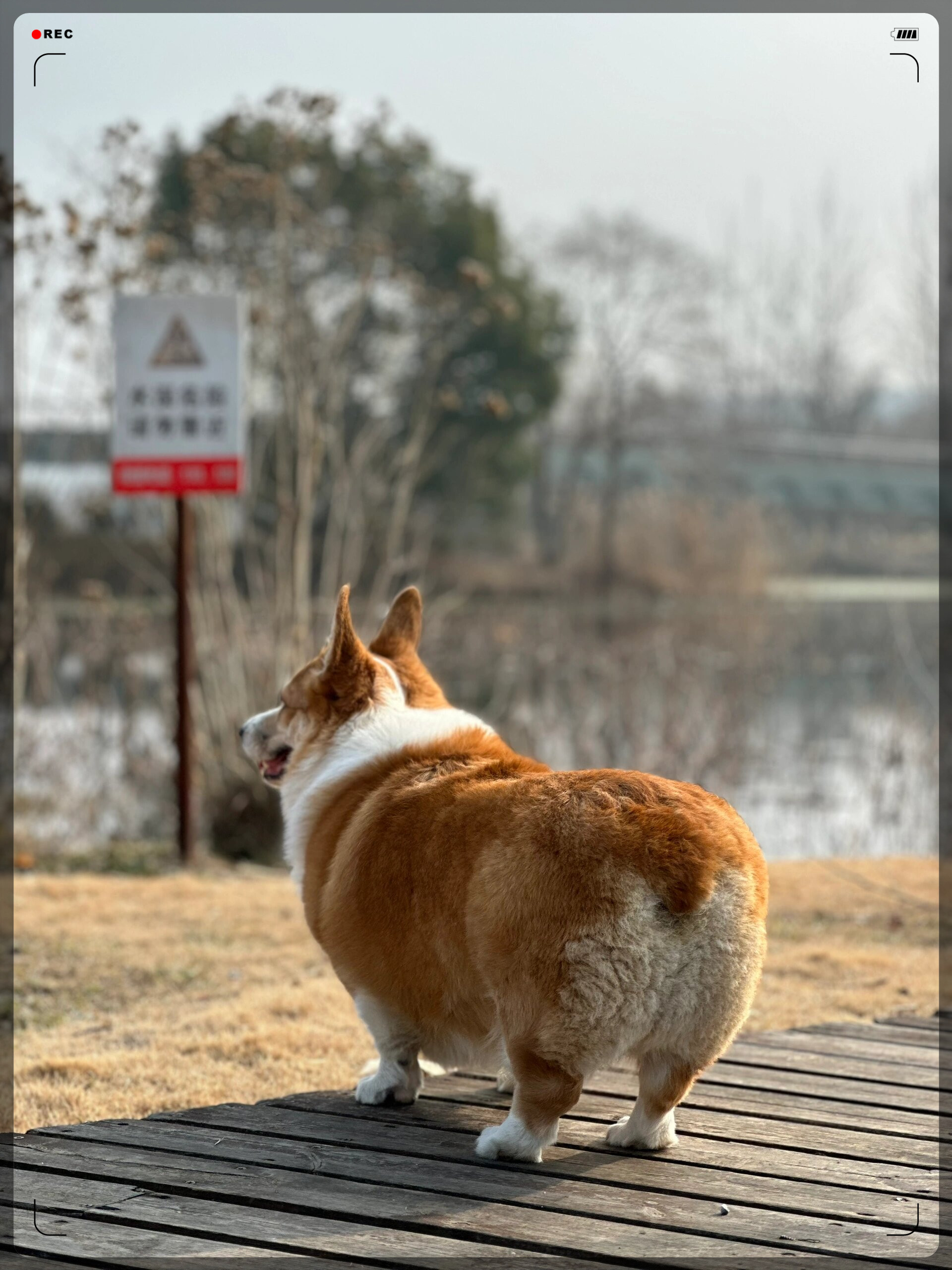 我是一只小短腿柯基,虽然我腿短,但我心不短