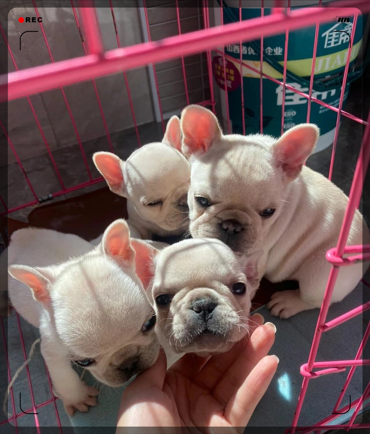 法斗犬找新家  小可爱法斗犬,两个月大的小奶狗,健康活泼,已经会自己