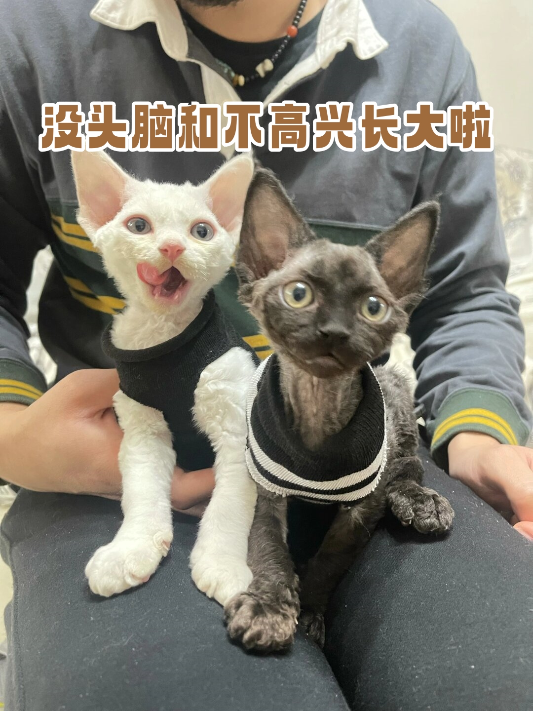 没头脑和不高兴长大啦  给小猫做了体内体外的驱虫,以防它们互相舔舐