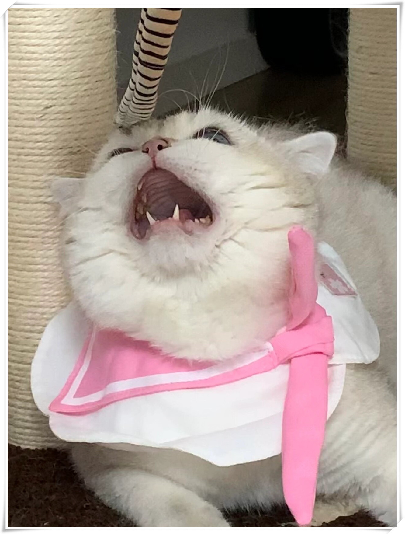 嗷呜我超凶的
