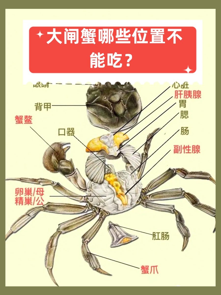 大闸蟹中有一些部位是不能食用的,包括: