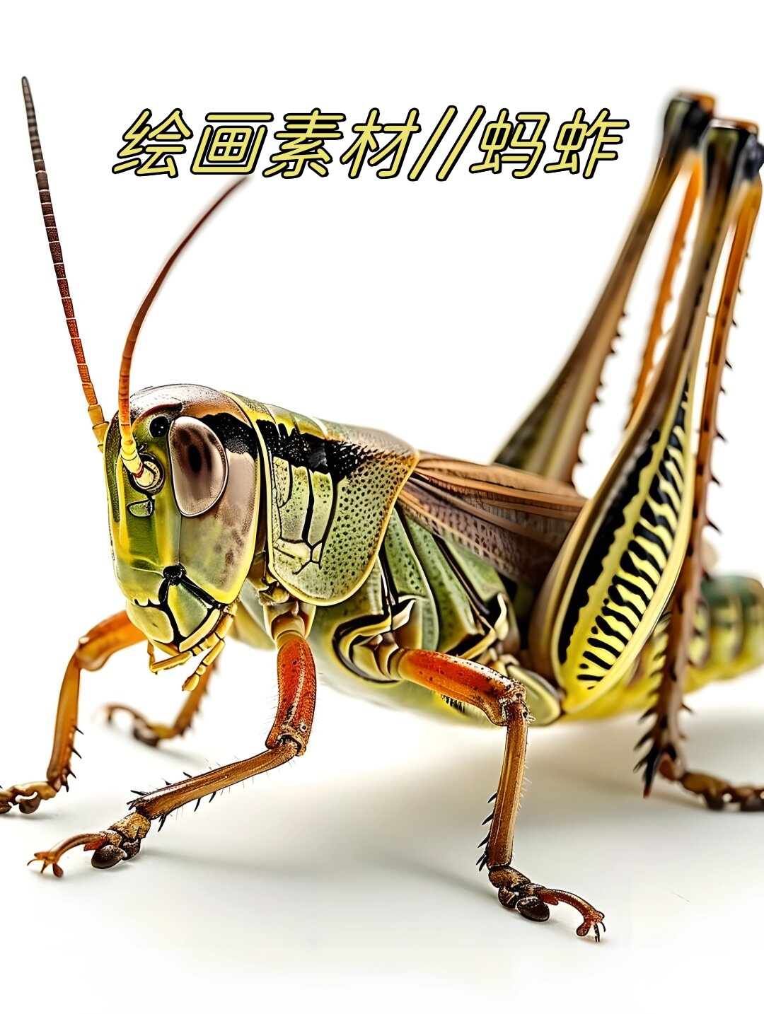 蚂蚱的身体通常呈绿色或棕色,具有强壮的后腿和两只大翅膀.