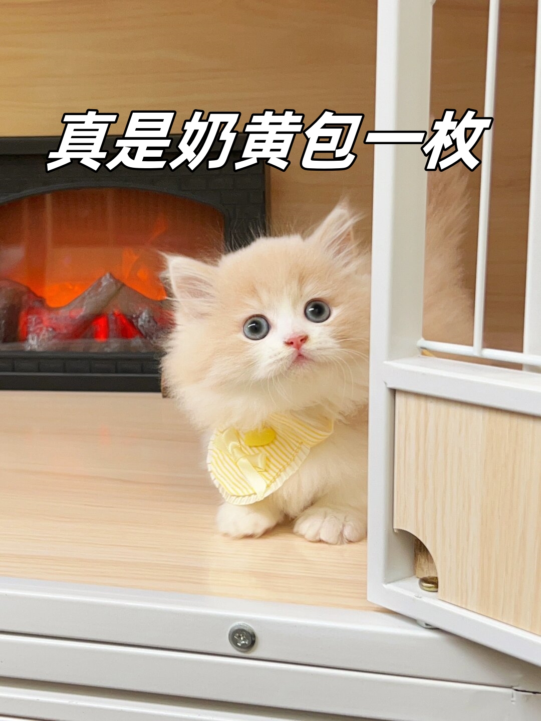 米努特长大的样子乳黄猫品种图片奶黄的小猫崽图片奶黄包