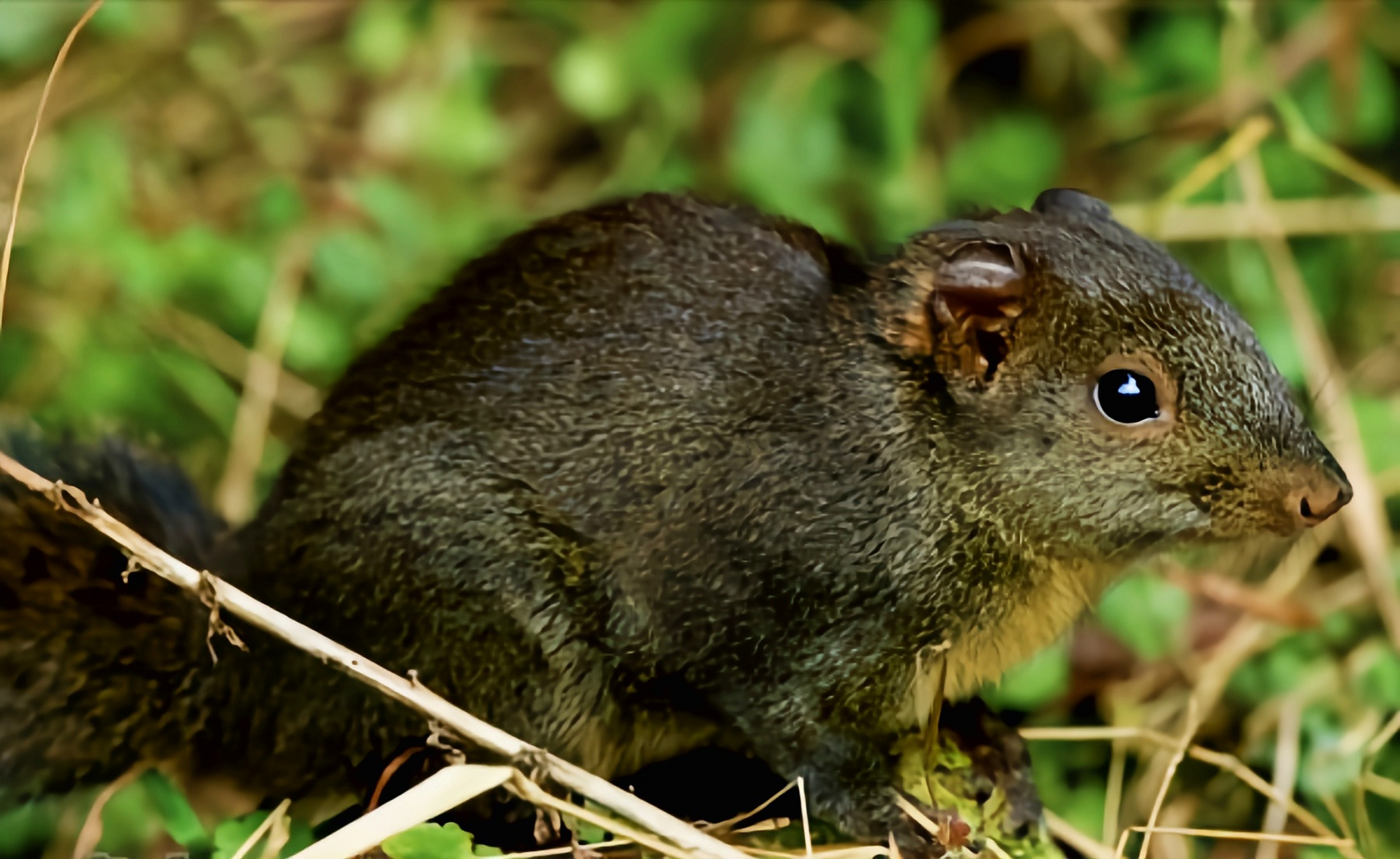 #跨年创作挑战赛# 长吻松鼠别名红颊长吻松鼠生活在我国以及缅甸的常