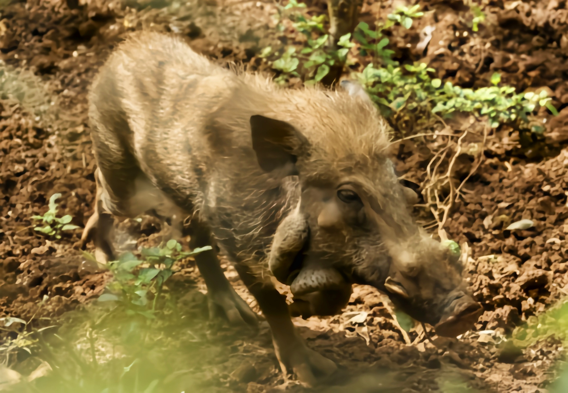 跨年创作挑战赛# 爪哇野猪是印尼爪哇岛,巴威岛,马杜拉岛特有物种