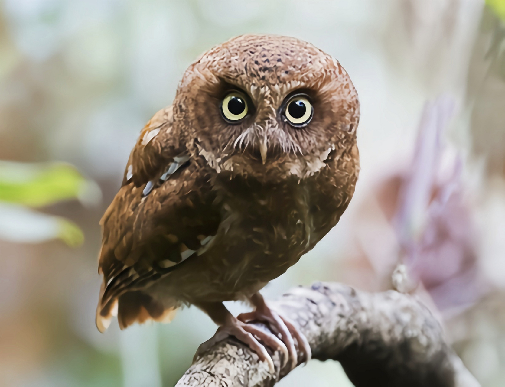 主要栖息于海拔2000米以下的山地常绿阔叶林与混交林