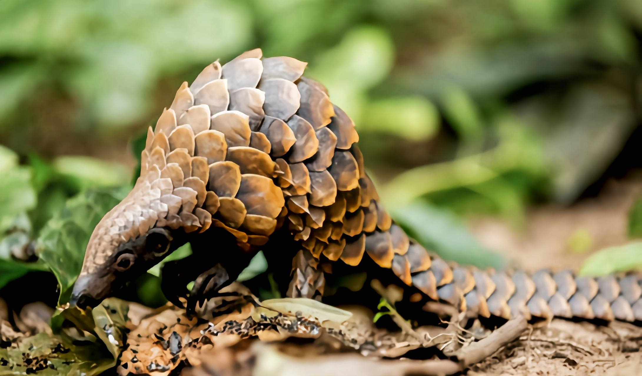 跨年创作挑战赛# 长尾穿山甲是穿山甲中尾巴最长,身体最短的成员,尾