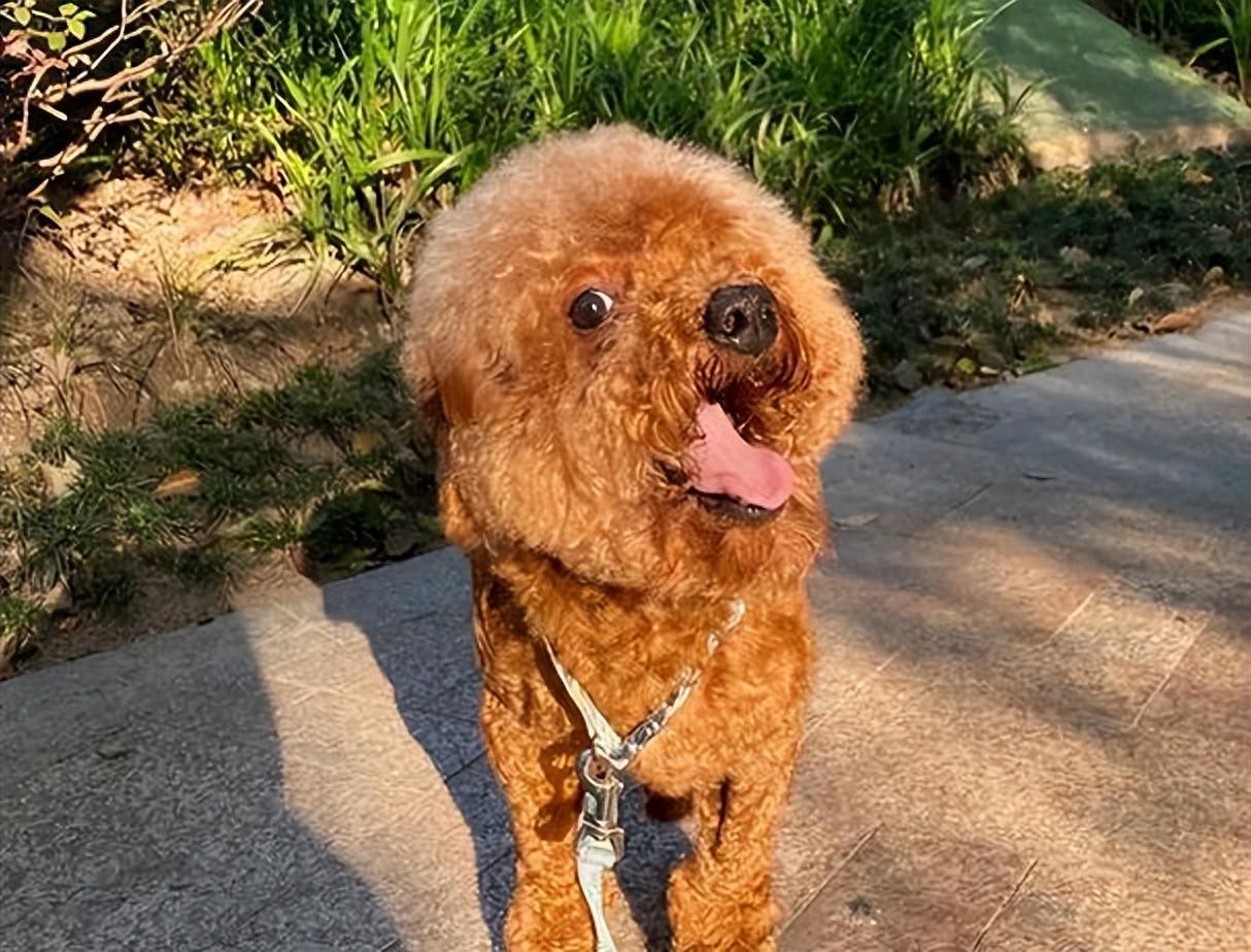 六大禁忌 泰迪犬不能吃的食物