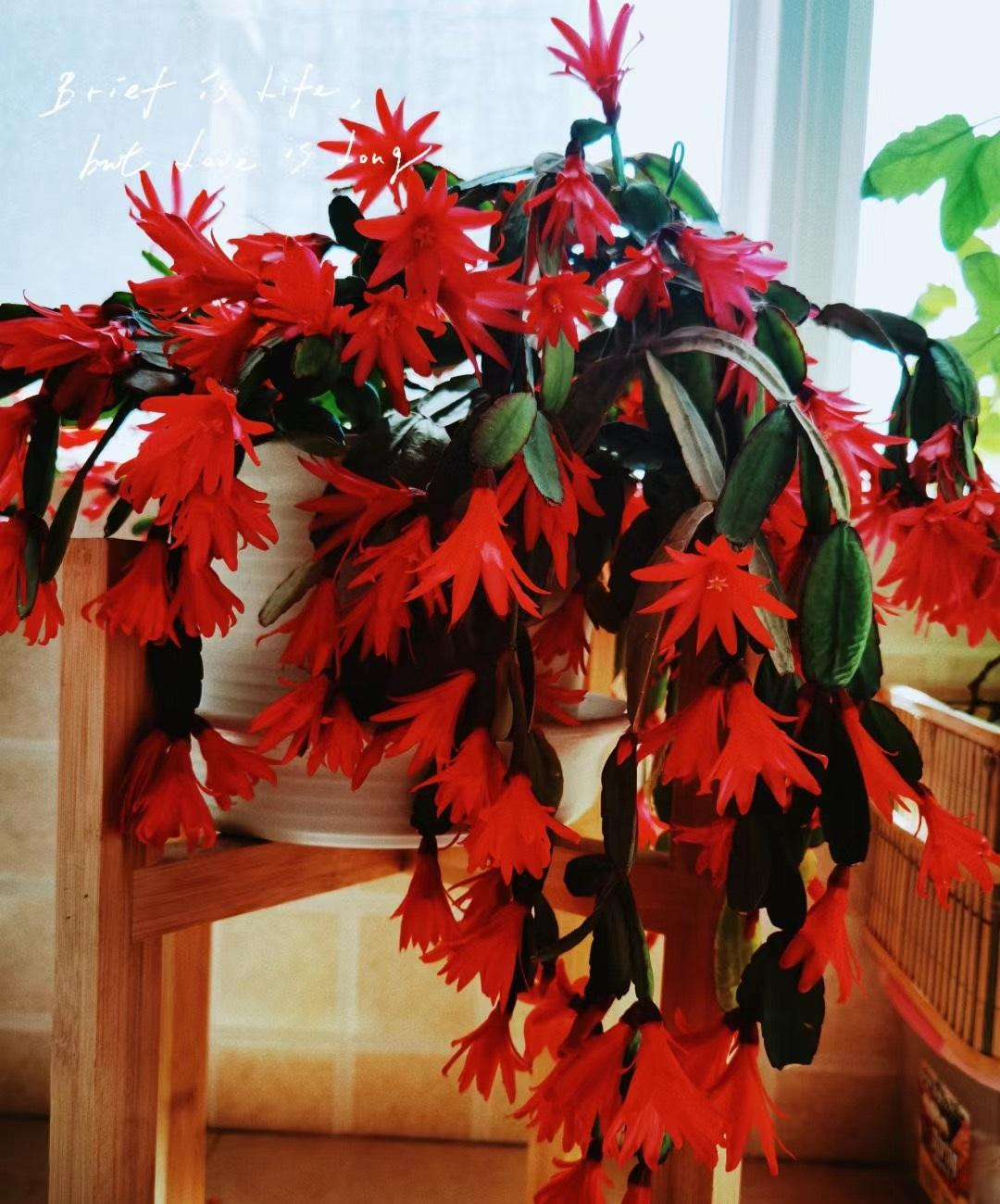 假昙花:冬日室内盆栽新宠,蟹爪兰的优雅亲戚,花期长且好养护!