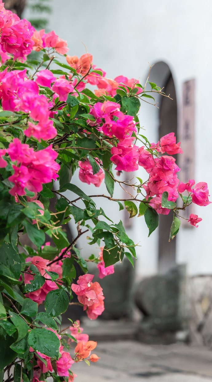 冬日,福州三坊七巷,巷口盛开三角梅