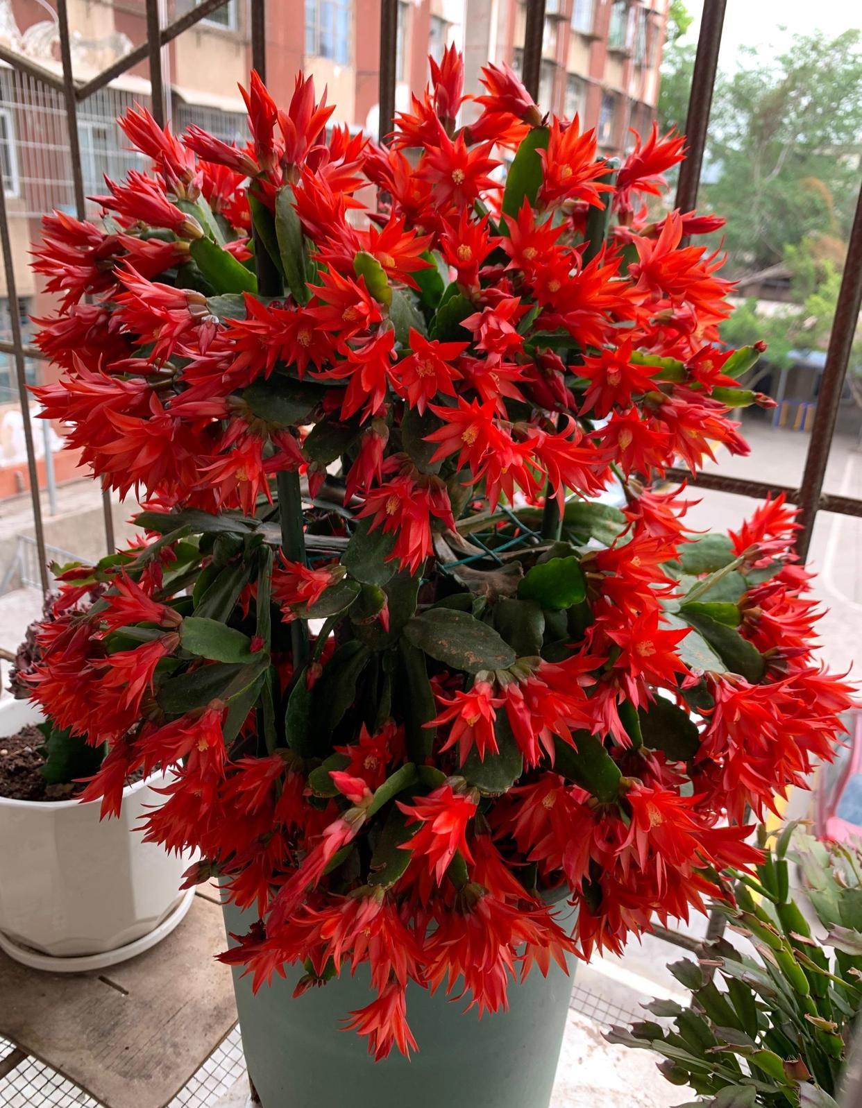 假昙花:冬日室内盆栽新宠,蟹爪兰的优雅亲戚,花期长且好养护!