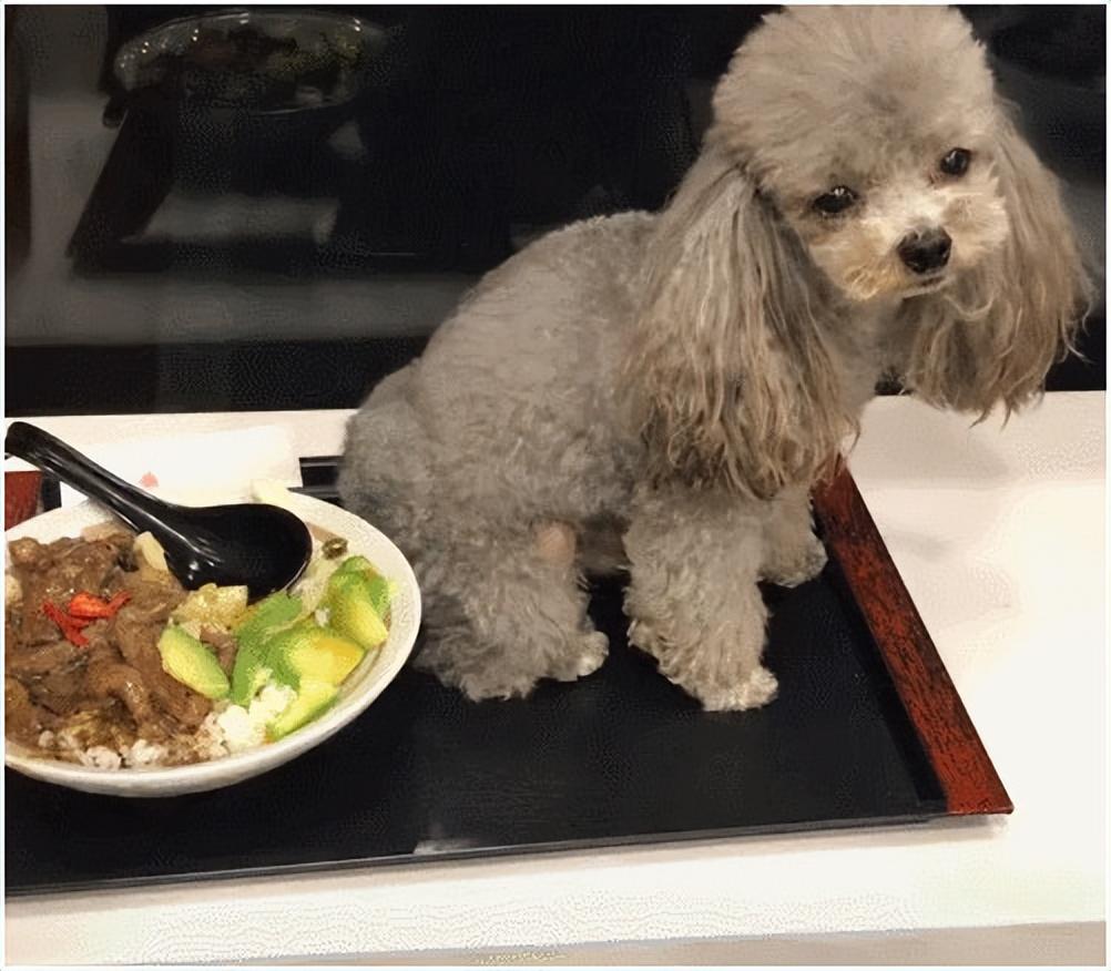 六大禁忌 泰迪犬不能吃的食物