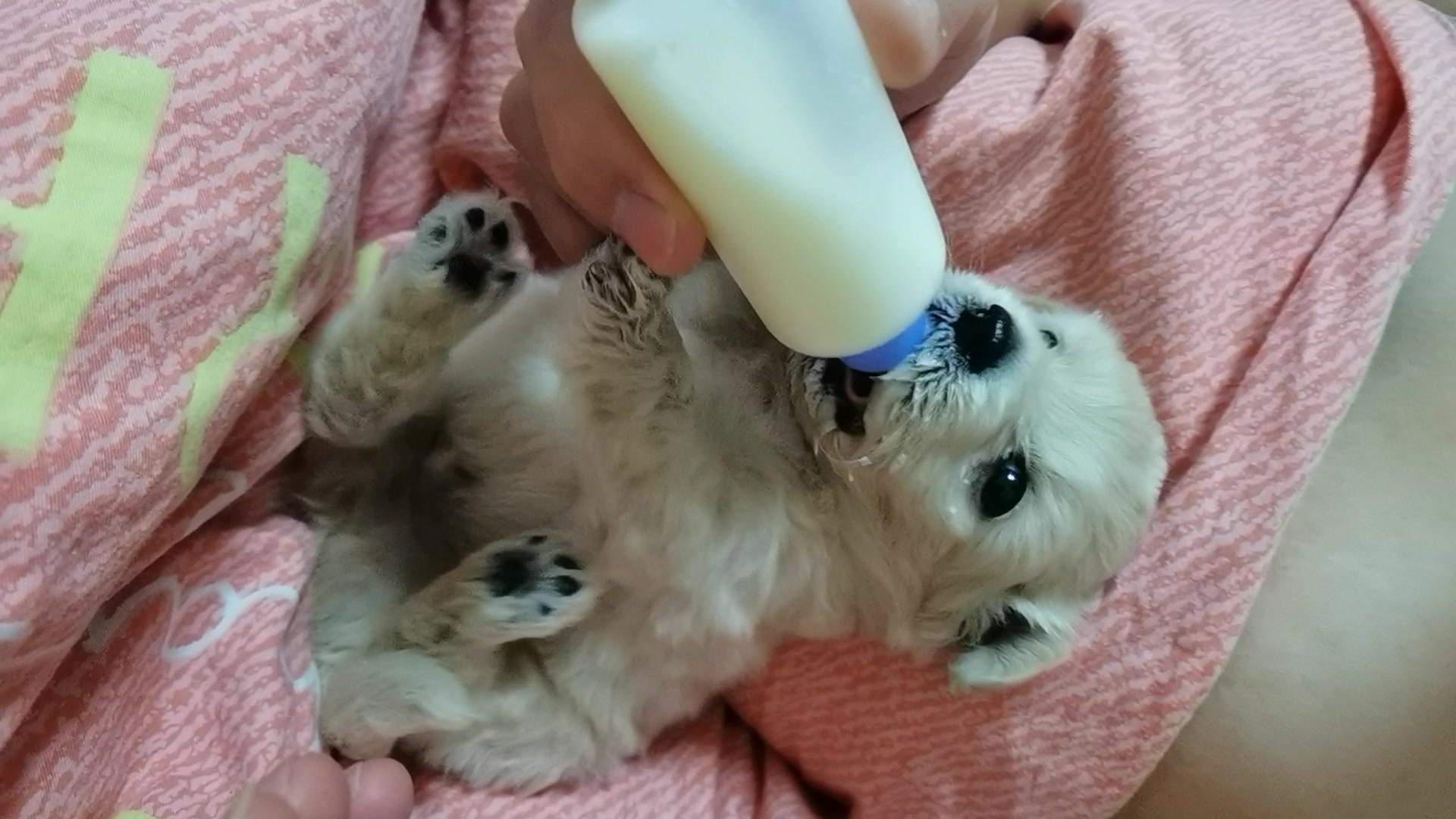 宠物羊奶粉的卓越之处:一篇文章带你深入理解!