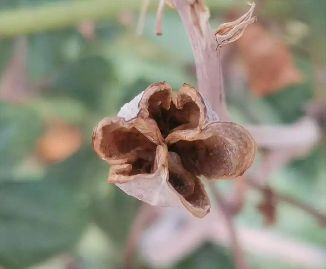 芦荟花果长怎么样你见过吗?赶紧来看看吧