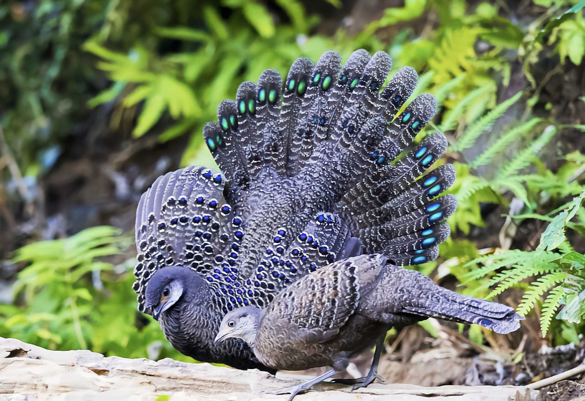 跨年创作挑战赛# 海南孔雀雉,这一独特的中国海南特有鸟类,分布怯域