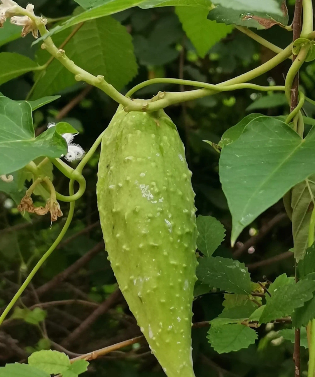 药用植物一萝摩