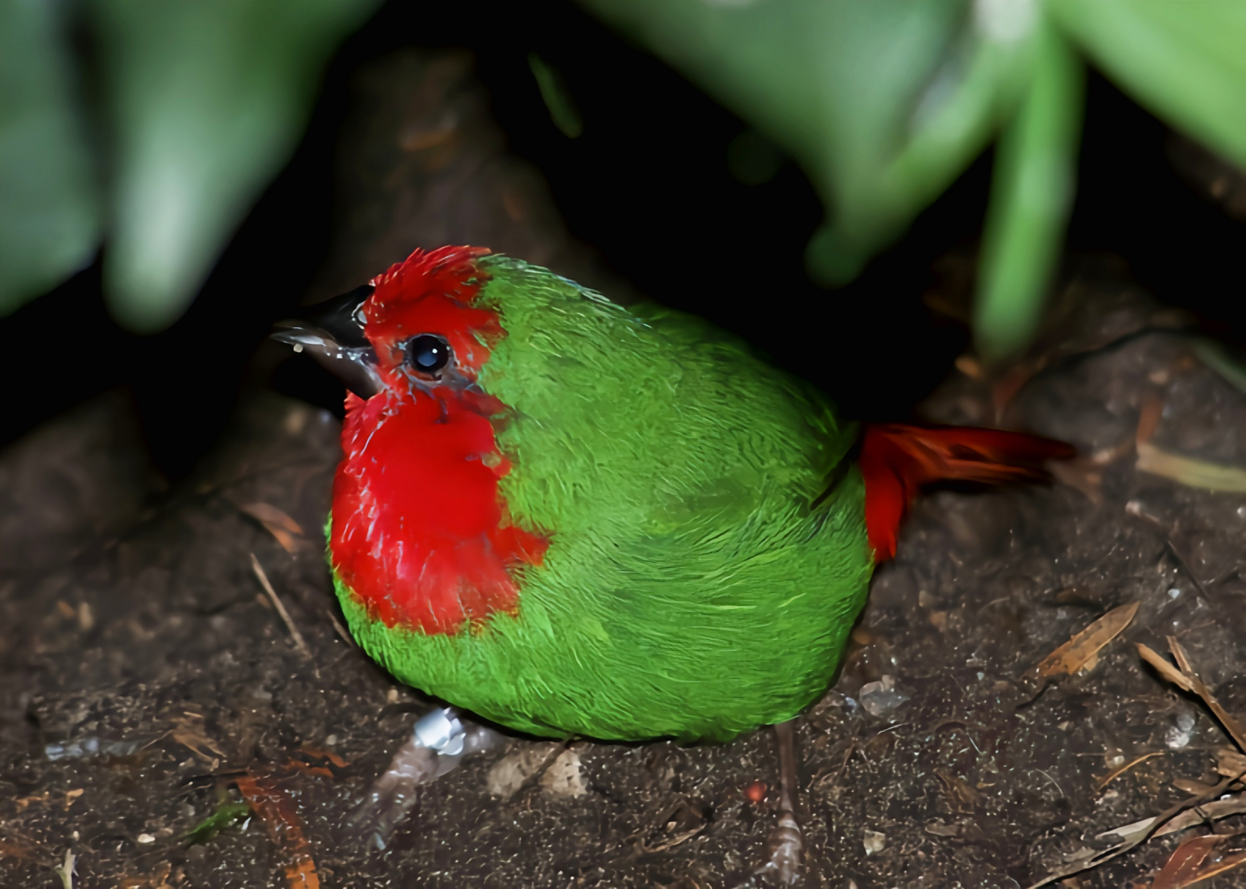 跨年创作挑战赛# 红喉鹦雀(学名:erythrura),一种美丽的鸟类,其头部