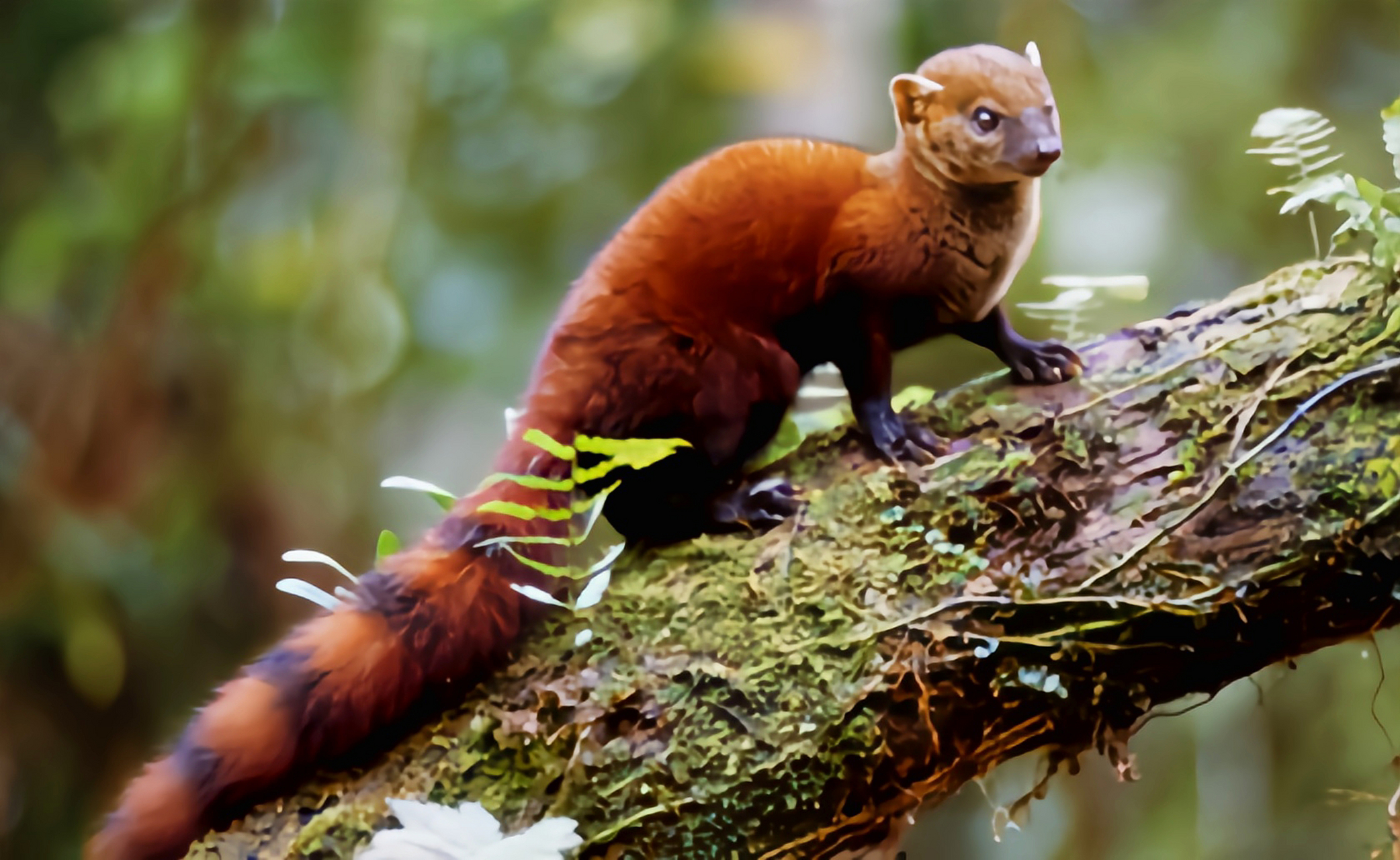 跨年创作挑战赛# 环尾獴是一种体型优雅的动物,体长范围为32-38厘米