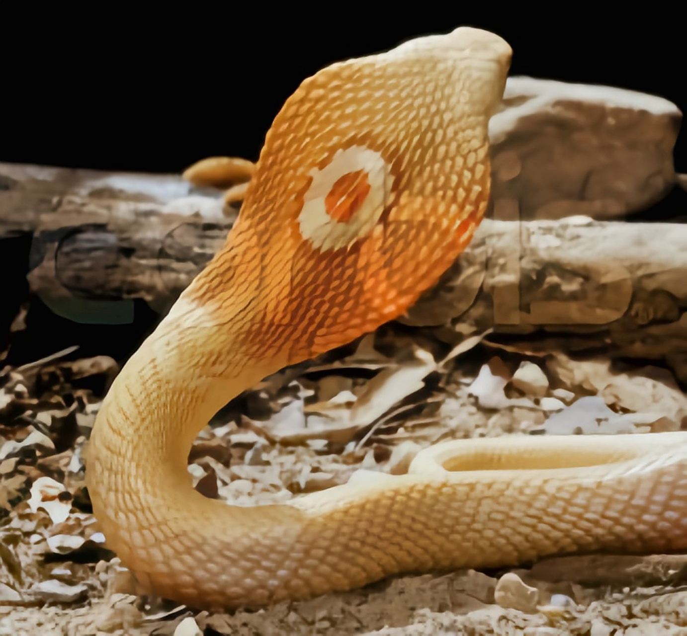 跨年创作挑战赛# 单眼眼镜蛇,亦称孟加拉眼镜蛇,是一种大型前沟牙