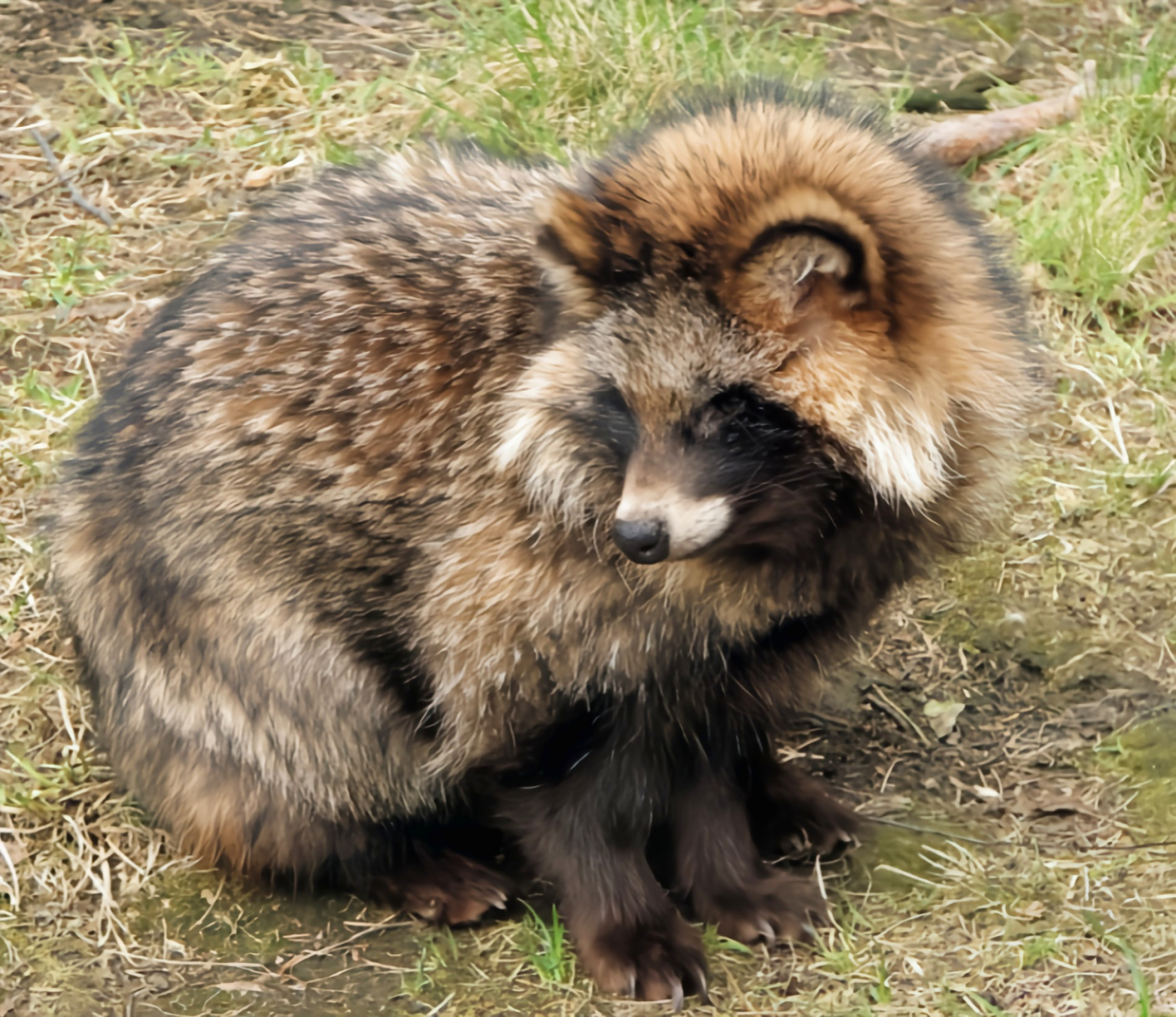 跨年创作挑战赛# 貉子是一种非常古老的犬科动物,被认为可能是犬科
