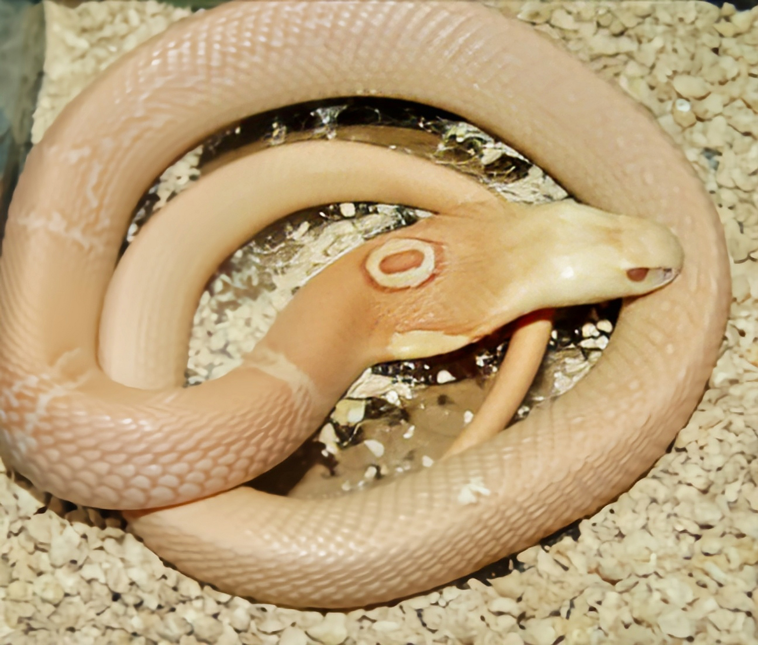 跨年创作挑战赛# 单眼眼镜蛇,亦称孟加拉眼镜蛇,是一种大型前沟牙